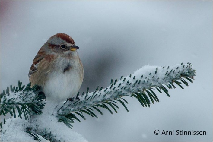 Tree Sparrow by Arni Stinnissen