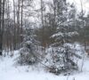 County forest in winter