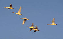 Tundra swans in flight -Wikipedia
